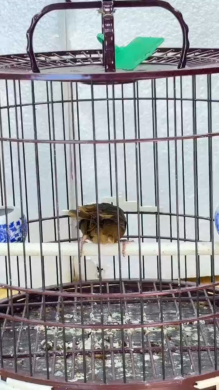 32号白腹养笼0元起拍