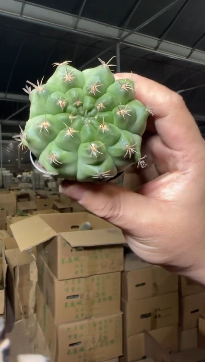 6颗 翠皇冠 牡丹 4-6cm