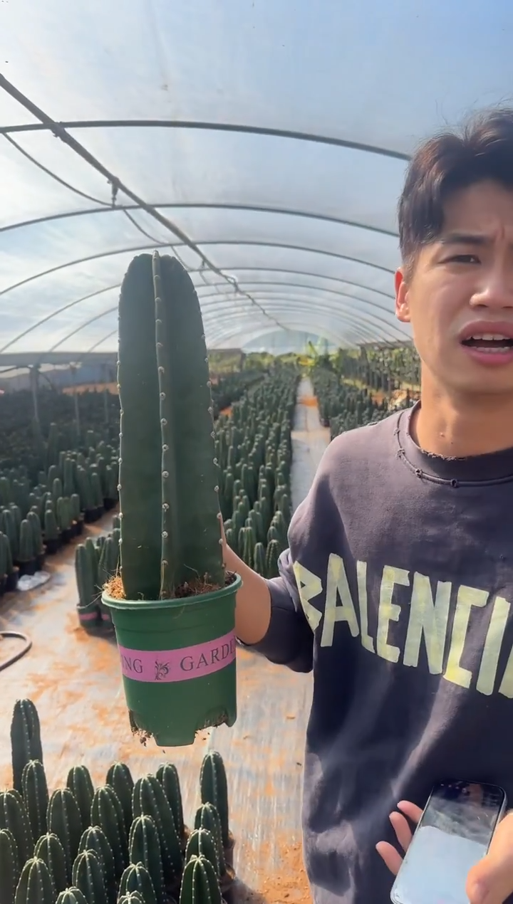 【带根】15cm+量天尺 不指定带花苞