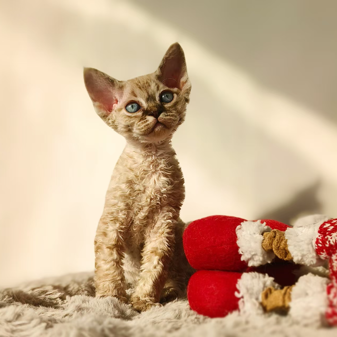 【雨林萌宠】精选德文猫咪