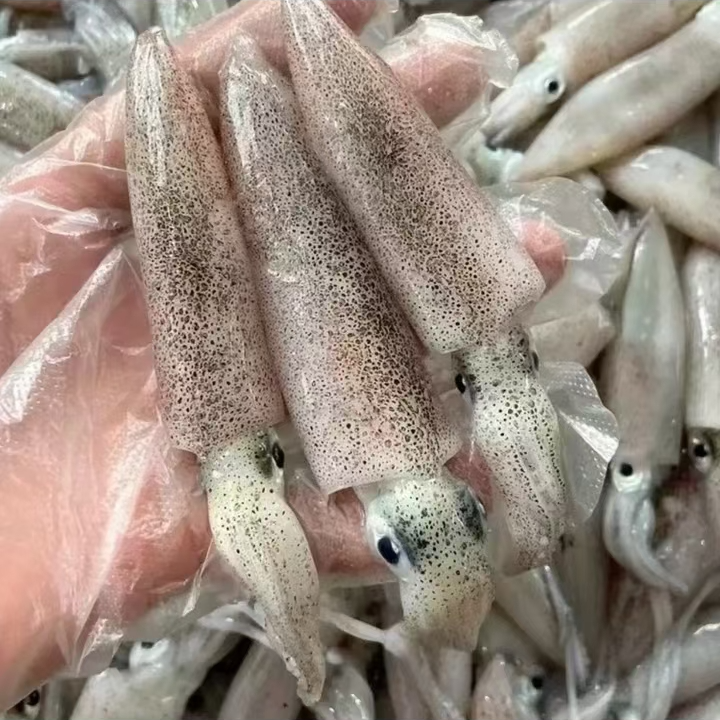 C原浆鲜笔管鱼 海兔子 4斤 青岛发货 顺丰包邮