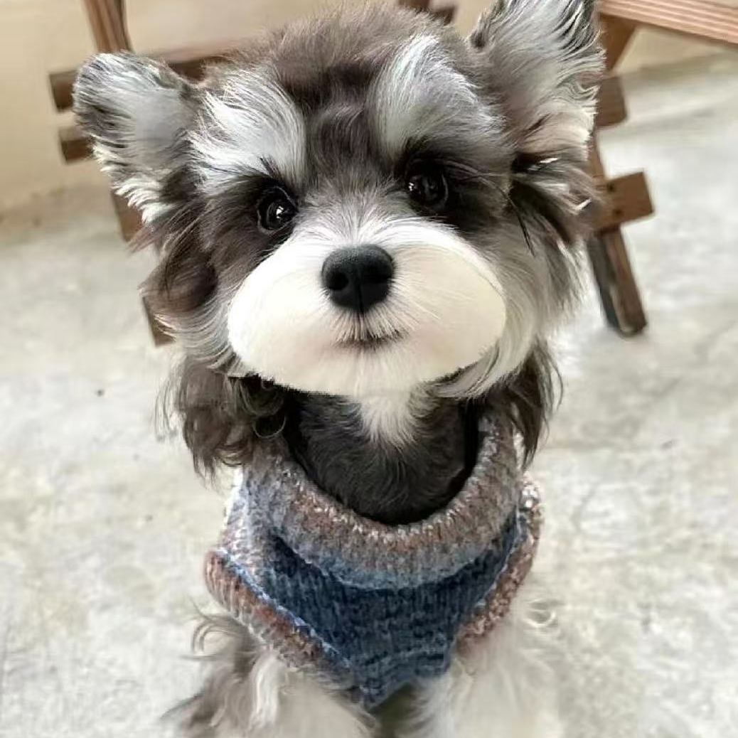 【壹品宠客 】精品雪纳瑞狗狗