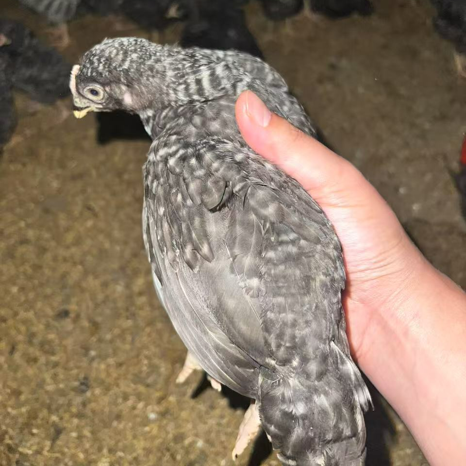 【阿土农家】黑脚黑羽绿壳小黑芦花鸡