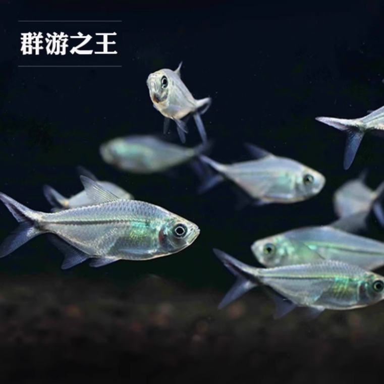 陕西发货包邮黑尾大勾群游小型热带观赏鱼适合草缸混养淡水饲