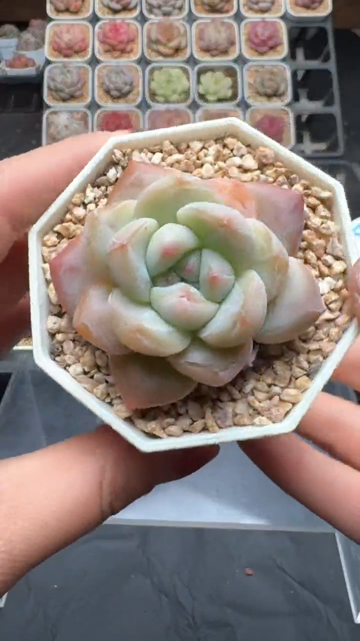 【闪购商品】838号珍妮多肉一物一拍3单包邮