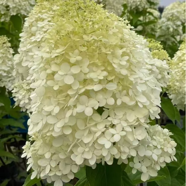 雪峰圆锥绣球 3加仑（东）前期白色秋色为粉色 生花苞发货