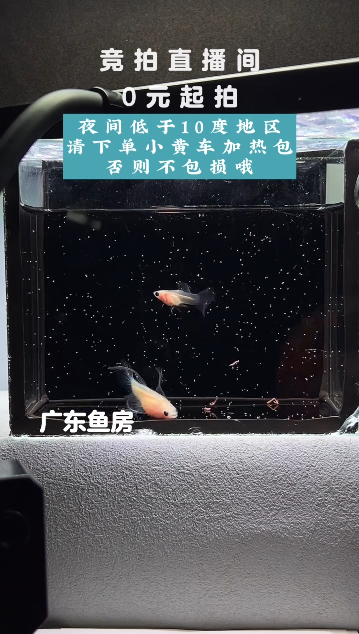 孔雀鱼超透C一对编号56