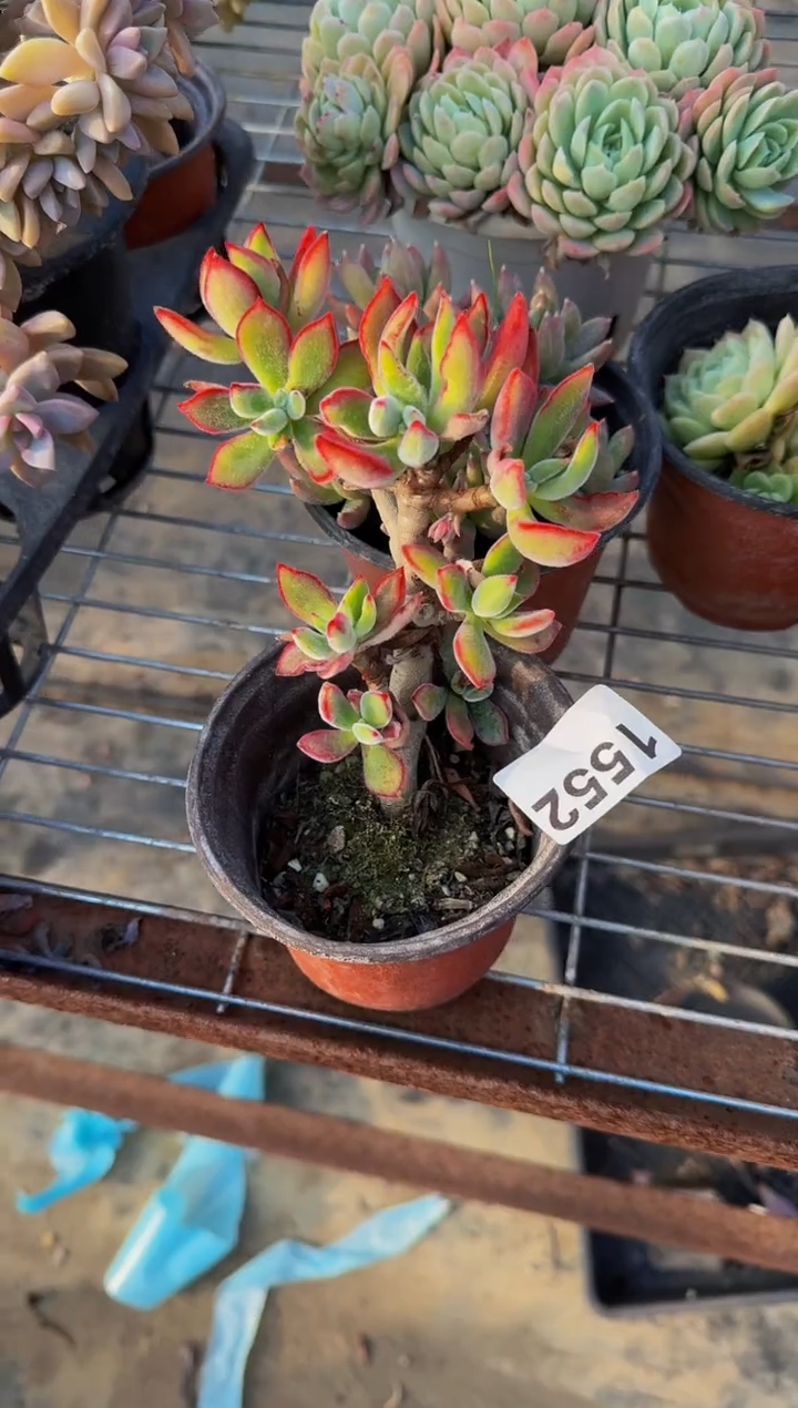 【闪购商品】1552红兔儿（裸根发货）