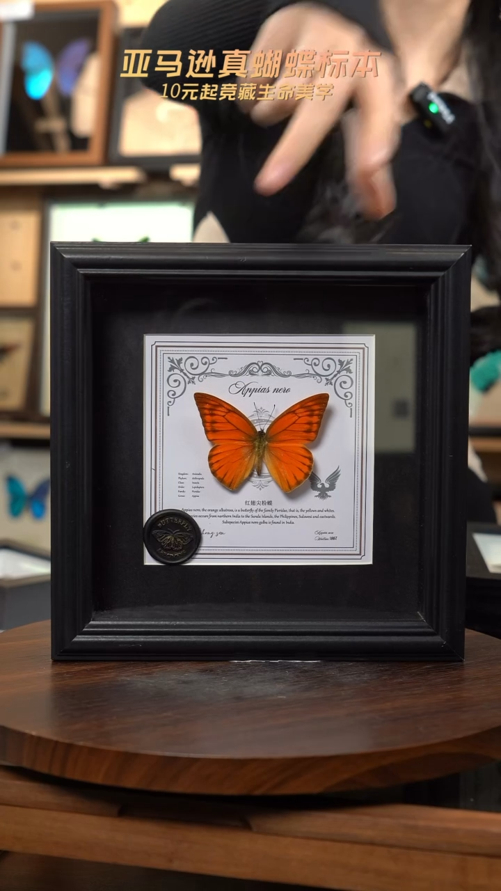 红翅尖粉蝶盲盒版7寸方框