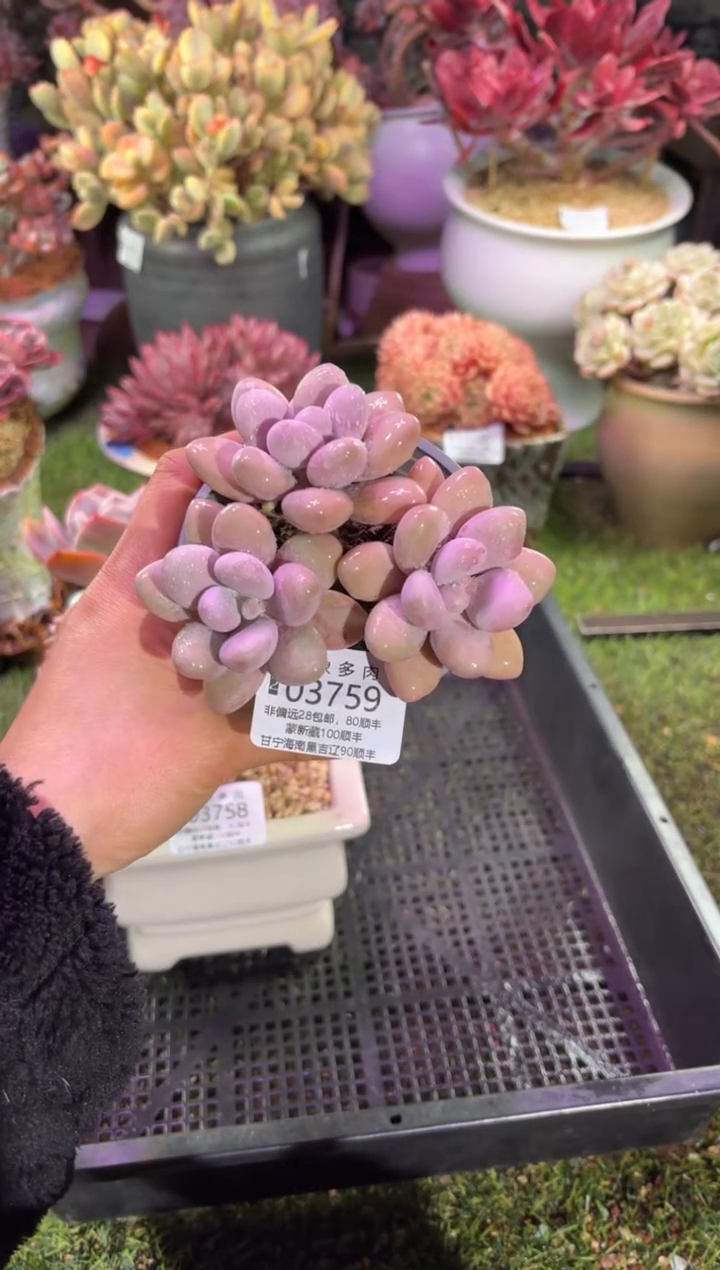 【闪购商品】03759