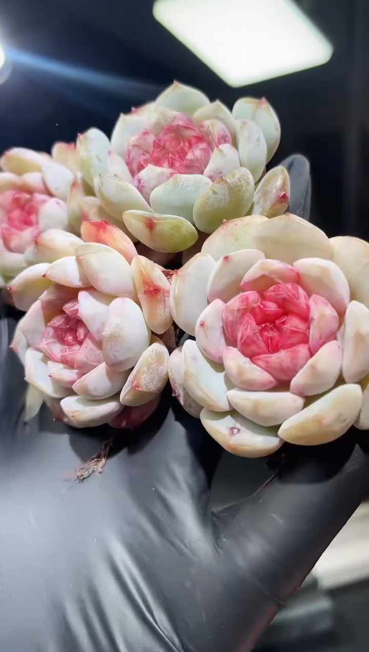 闪购677 芷雾多肉一颗   3.8-4厘米