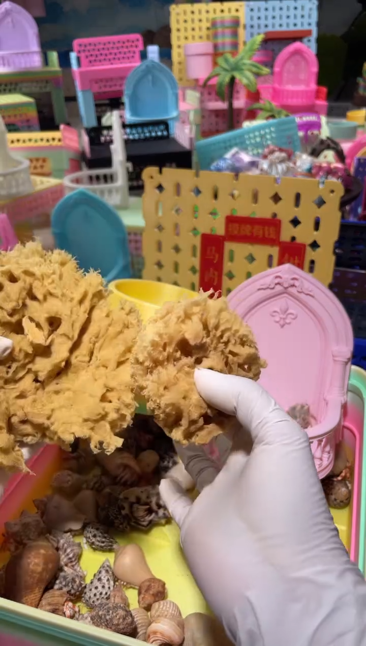 一**平陌派有钳寄居蟹2127