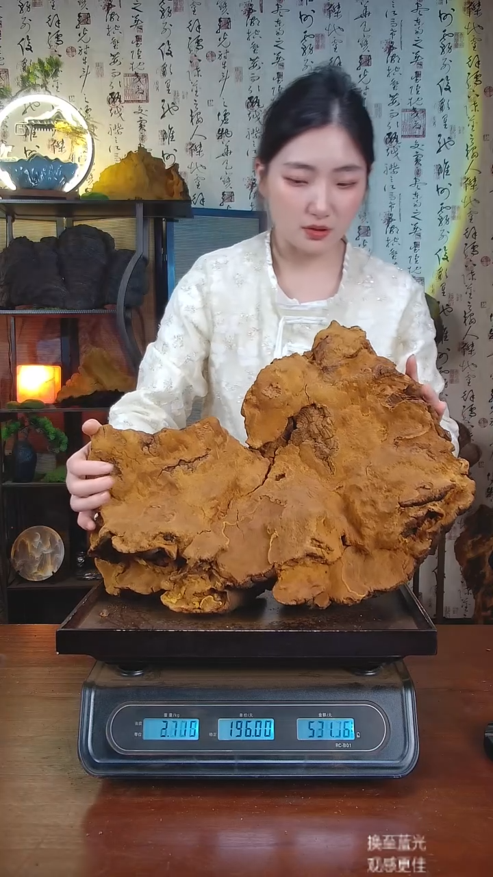 松针层孔菌中国大陆【藏区 野生】松树桑黄（6.58斤）70-80年份