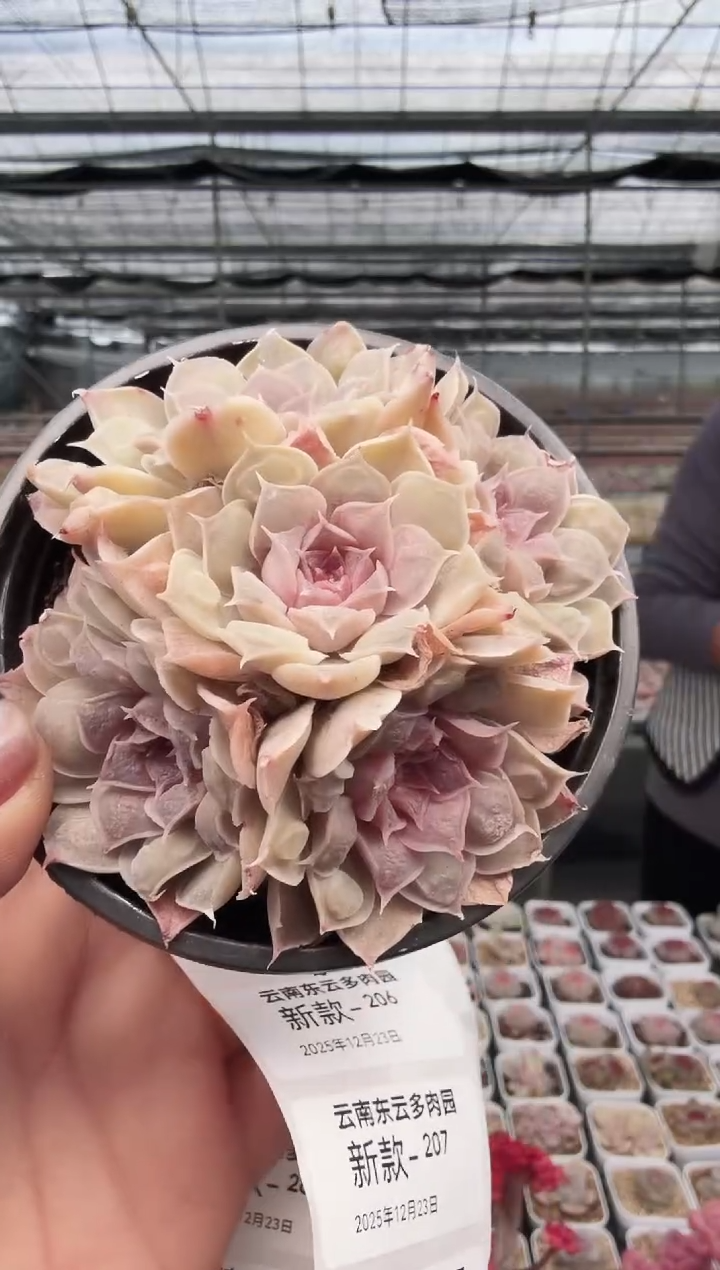 东云多肉园新款-205