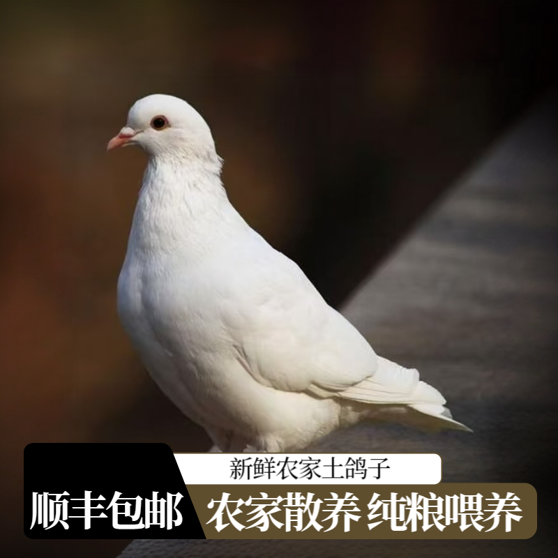 5只 散养土鸽子  农家放养 现宰现发 包邮