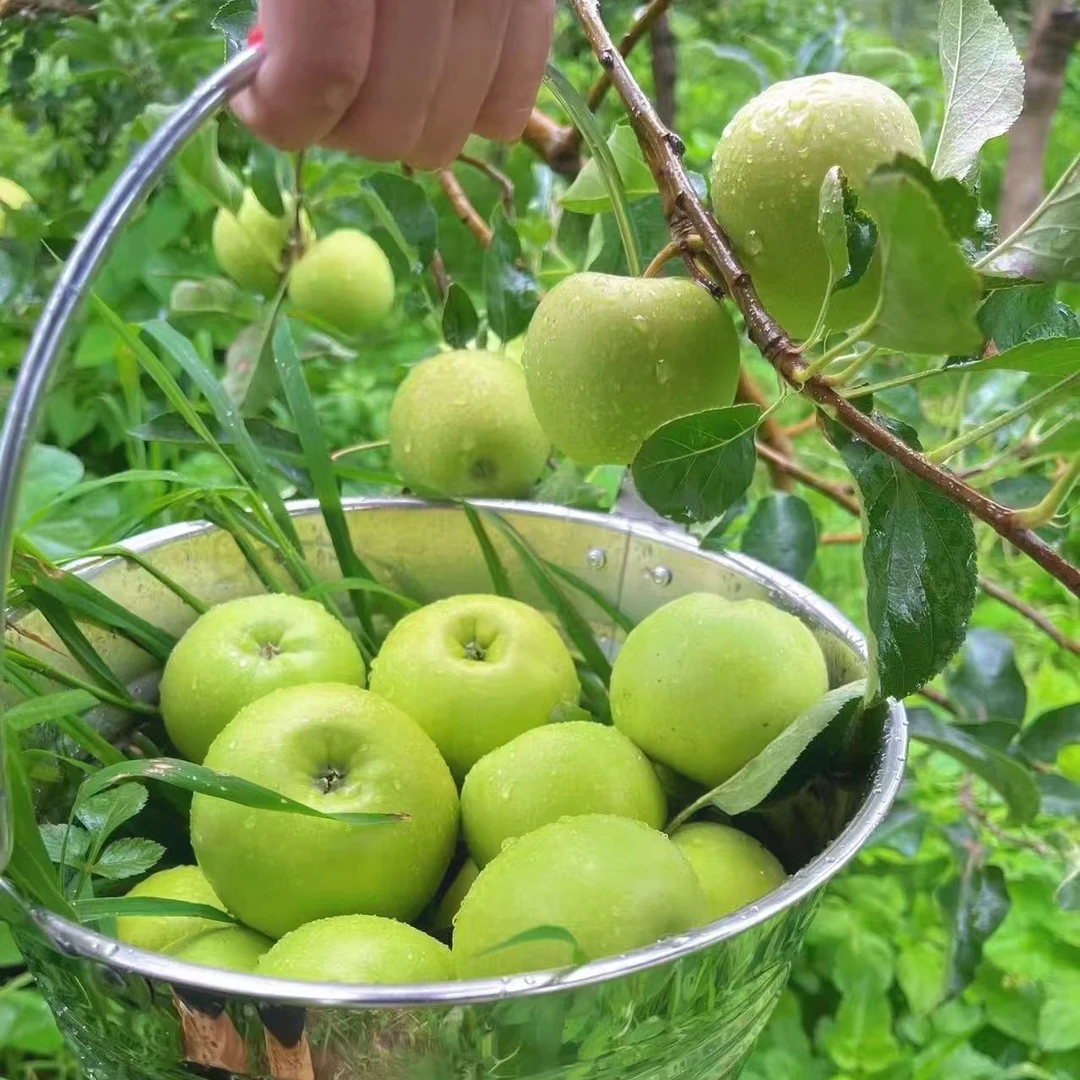 【整箱5斤】现摘青苹果孕妇水果非红富士苹果新鲜水果5斤3斤