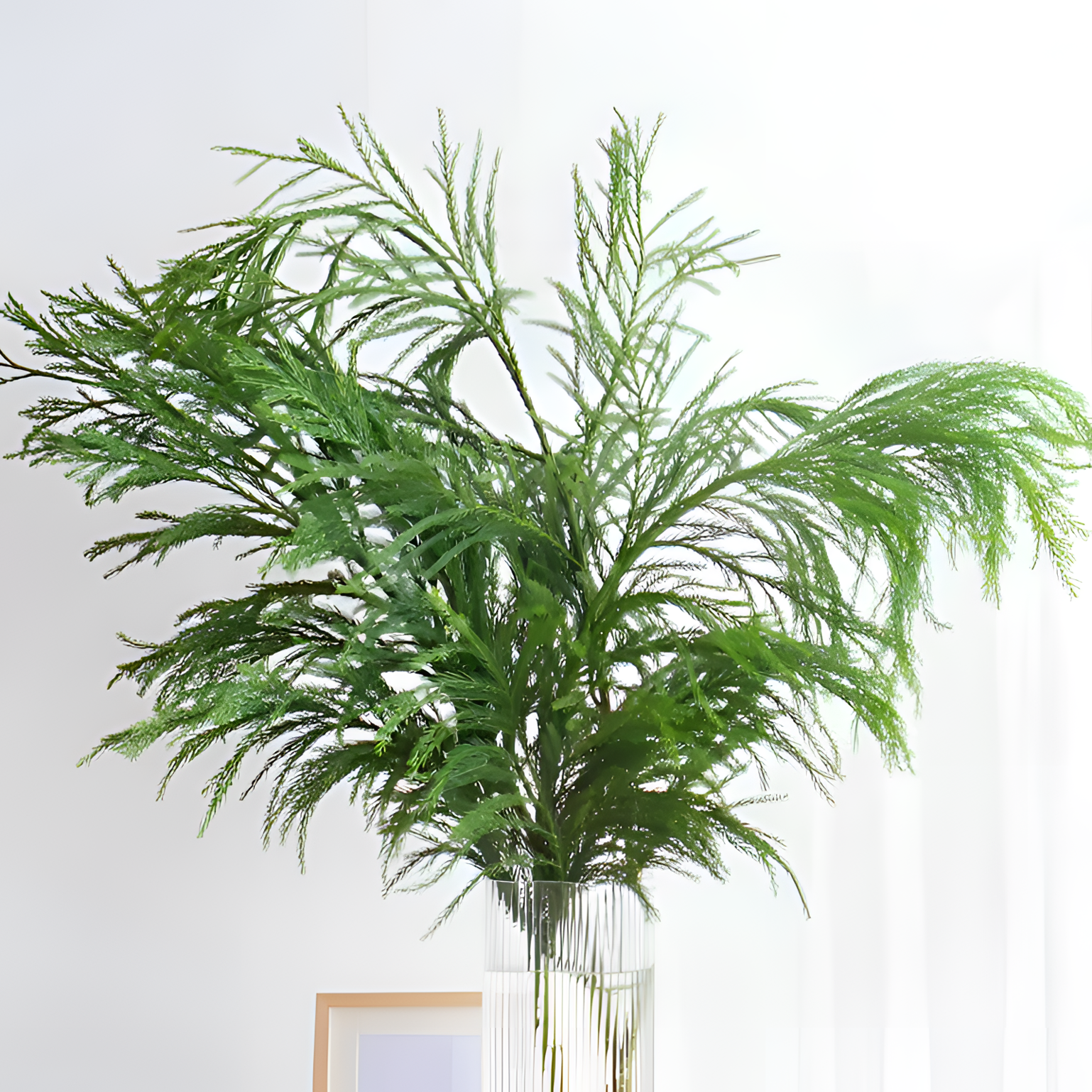 【银座鲜花】天竺少女叶类原装整扎若干支每扎2单包邮鲜切花家居花生活鲜花