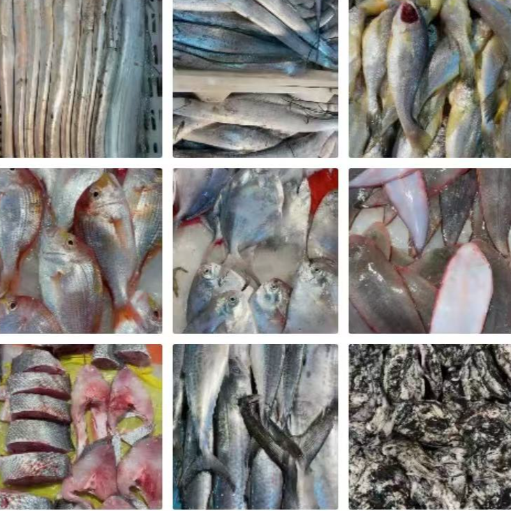 舟山野生海鲜杂鱼