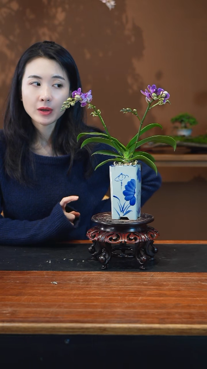 全部花朵蝴蝶兰盆景盆景盆景