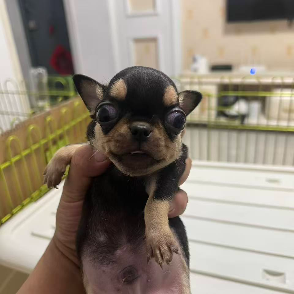 新（旺旺吉娃娃）狗狗活体