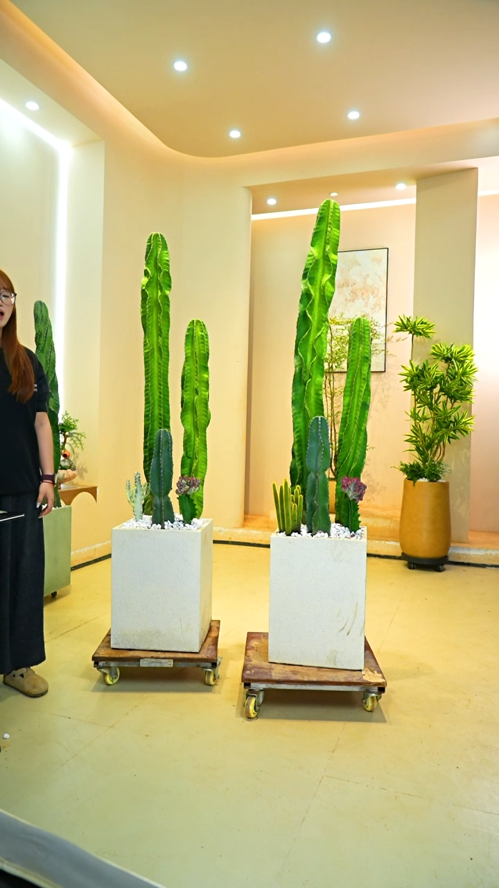 不开花植物A****a一物一拍落地款仙人掌