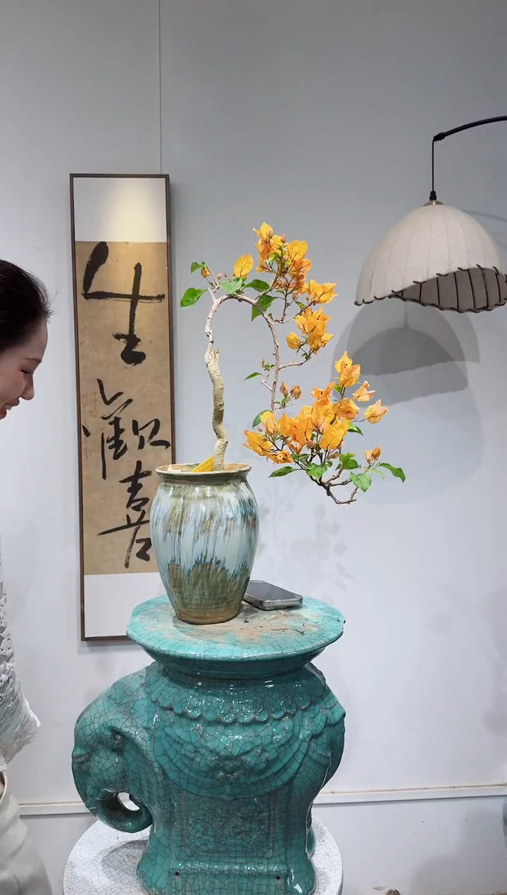 无花朵静**慧三角梅三角梅三角梅