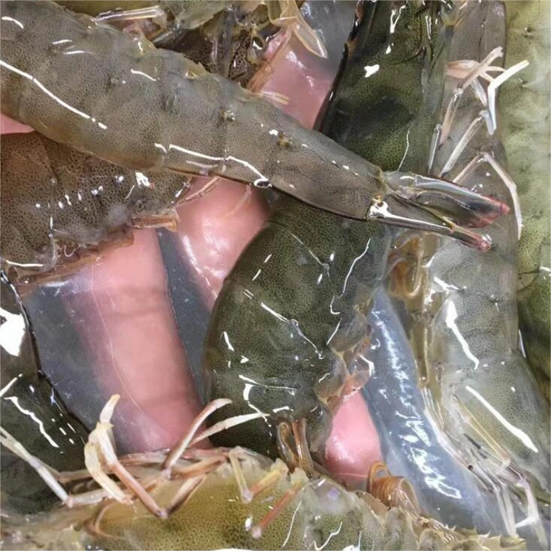 基围虾3斤/大明虾/海虾/G【鲜活虾】