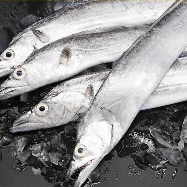 【只发新疆】无冰整条带鱼 新鲜捕捞 新鲜到货 4-5指宽