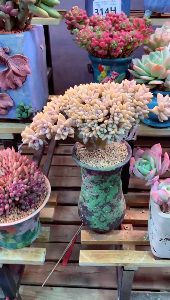 305H（一物一拍，精品多肉，w所见即所得 ）