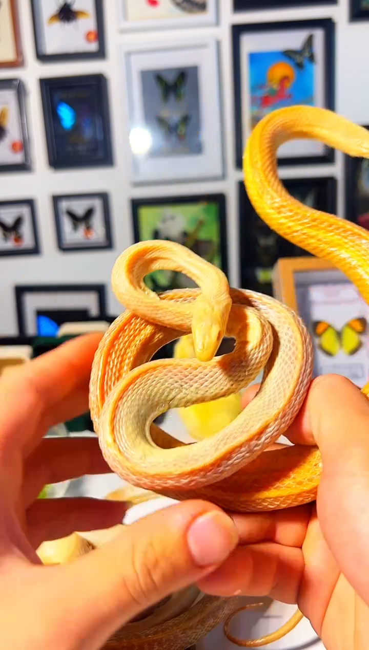 有机玻璃15488418带玻璃罩288