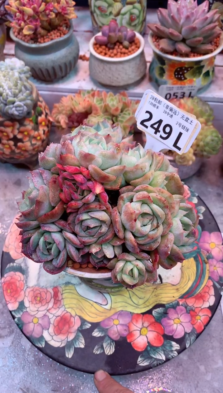 侧影石化249L（一物一拍，精品多肉，所见即所得 ）