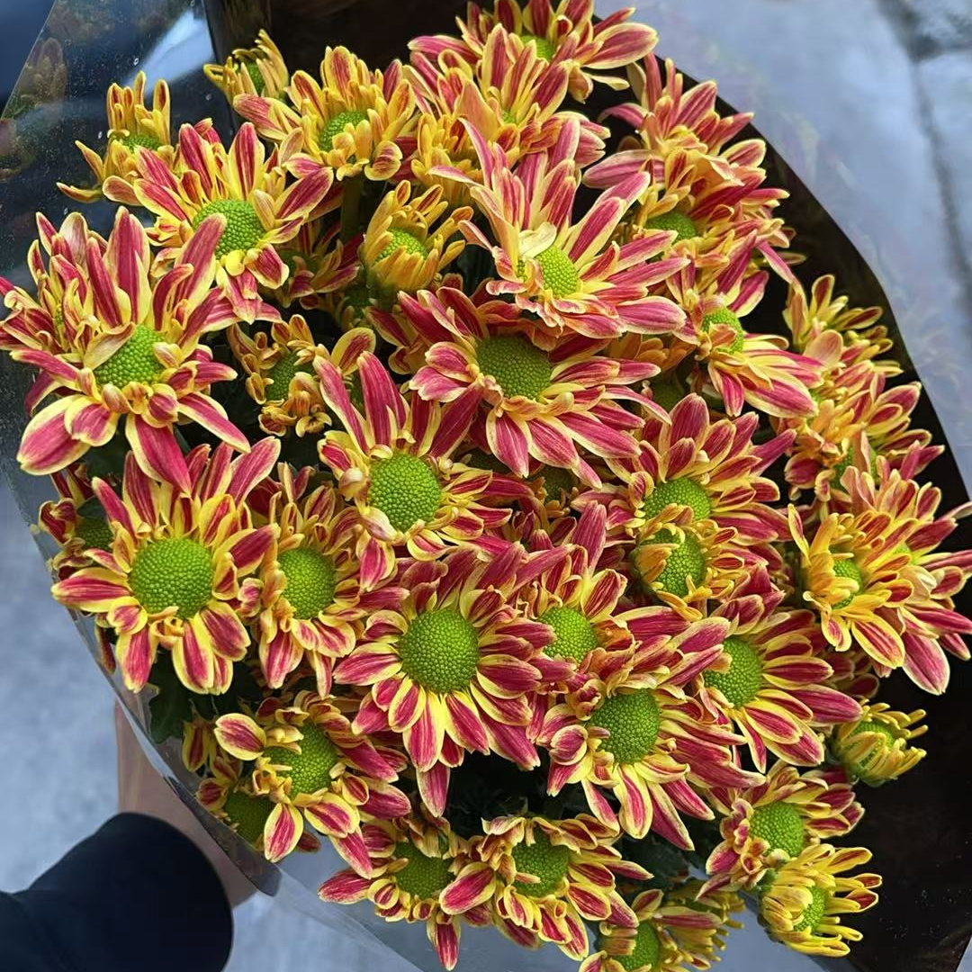 大斑纹（橙黄） 小雏菊全店任意N单一个运费