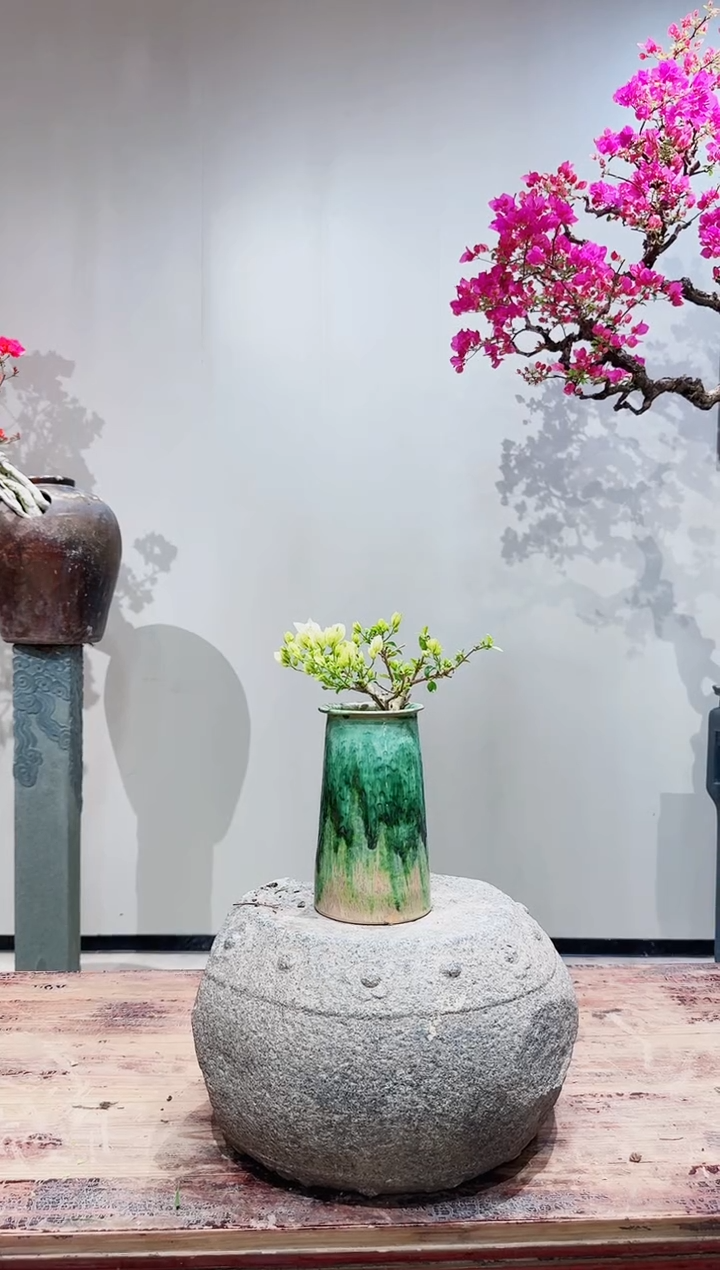 【闪购商品】盆景海岛白