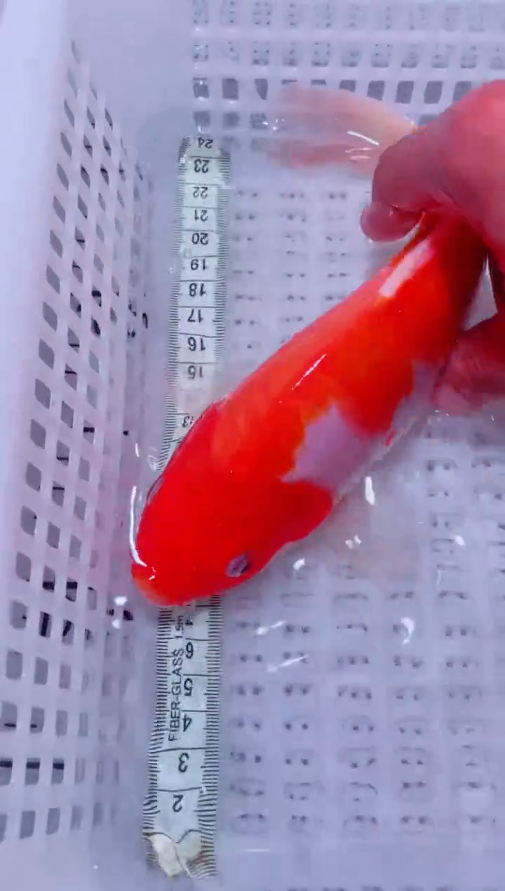 锦鲤血统锦鲤全场包邮40