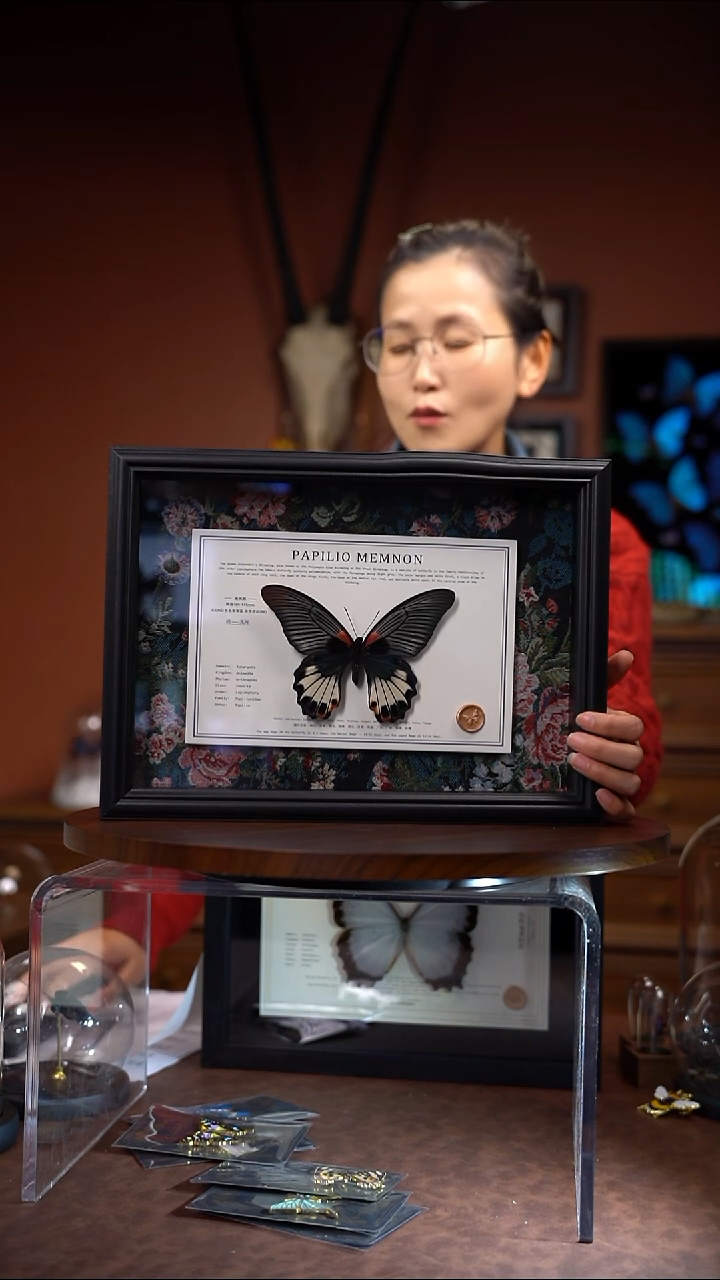 美凤蝶无尾单只A4横版