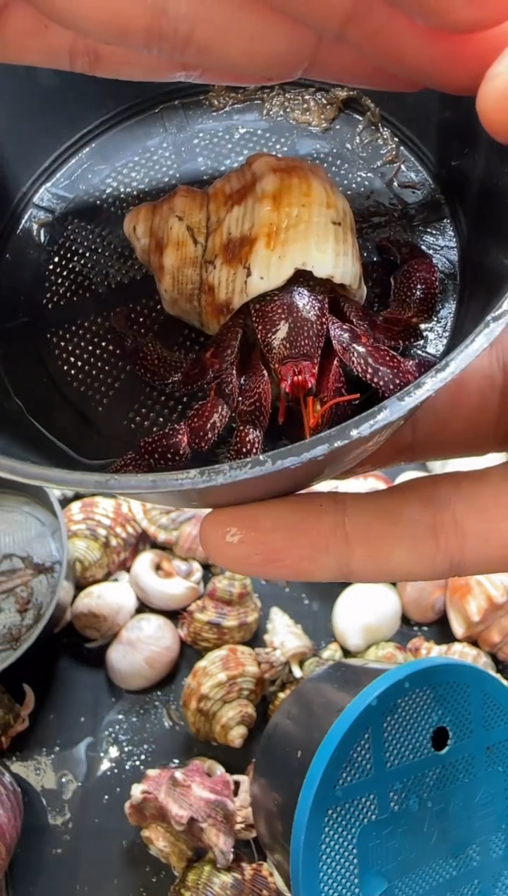 2.4口黑莓寄居蟹一只