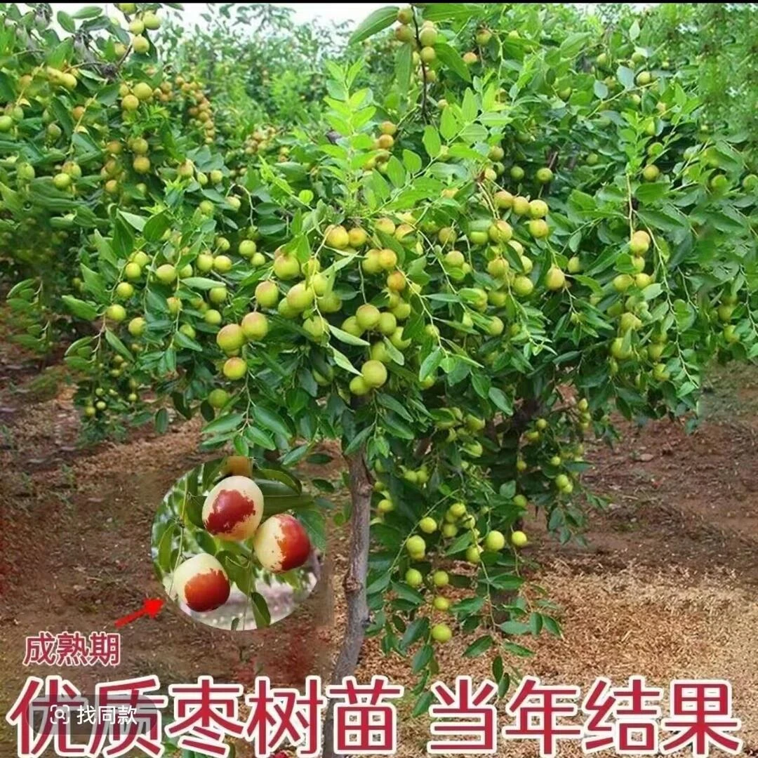 【特大蟠枣树苗】 脆甜枣子树苗南方北方耐寒盆栽地栽好种植果树苗商品图
