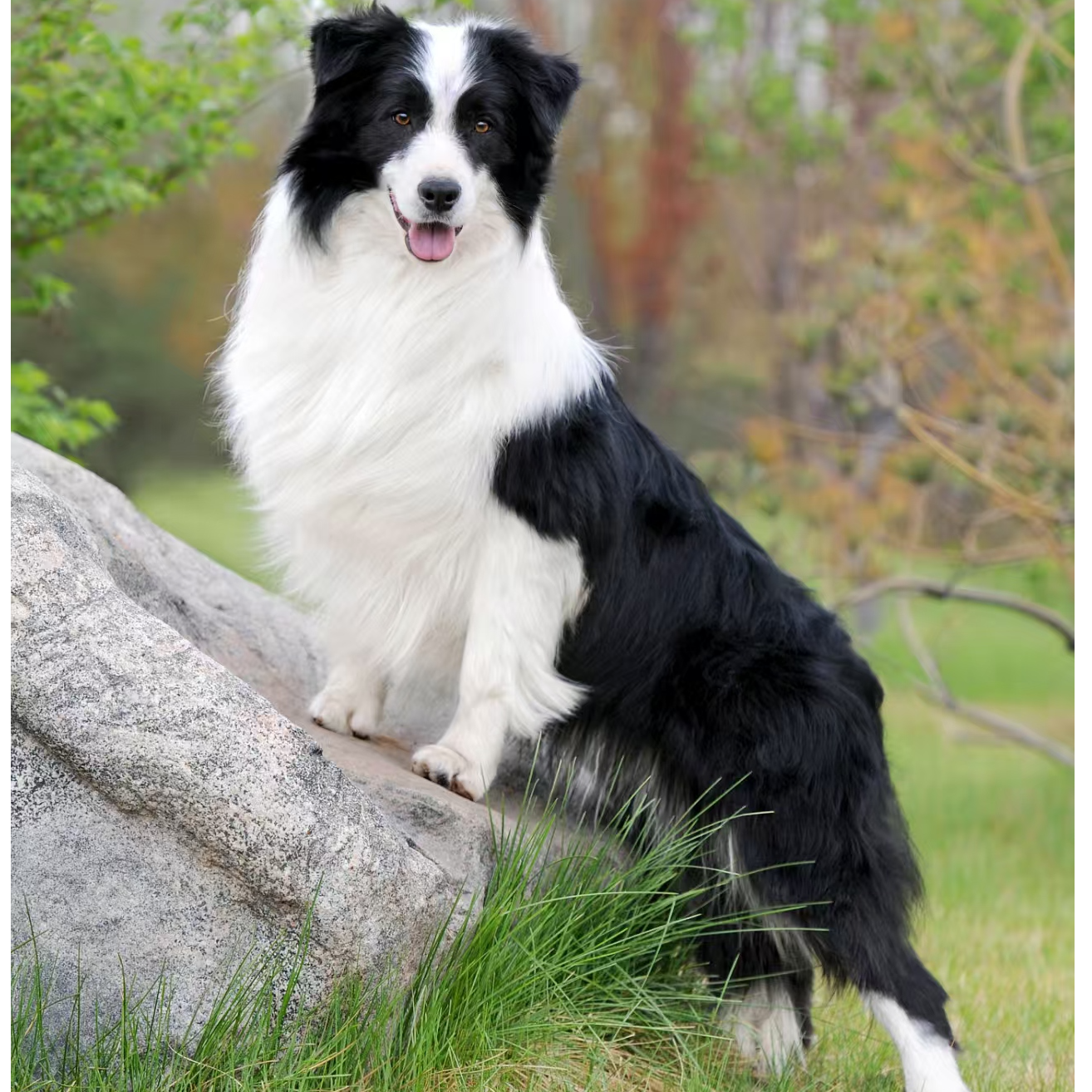 涛哥家的小边牧活体链接一物一拍