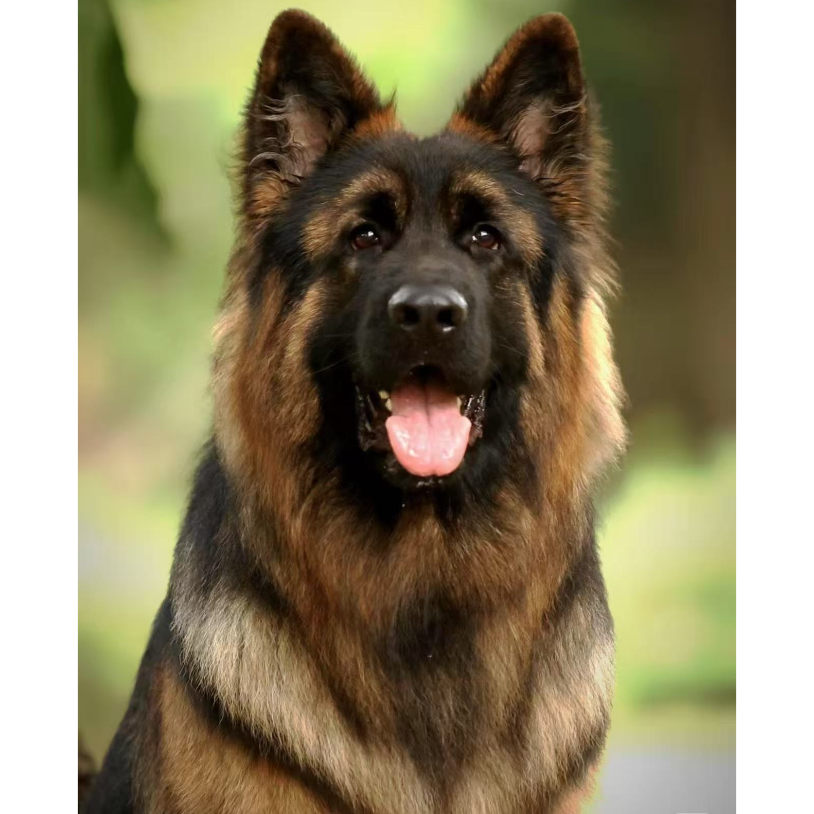 （精品德牧）T狗狗活体幼犬