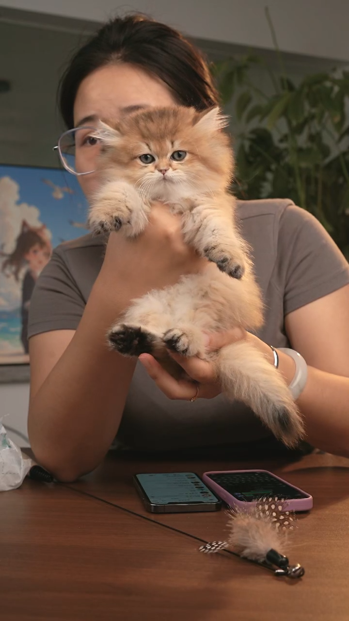 全品种猫咪  定金
