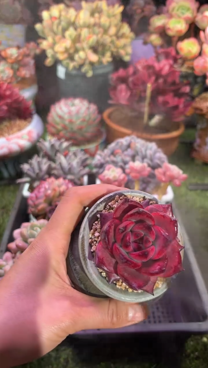 【闪购商品】02216