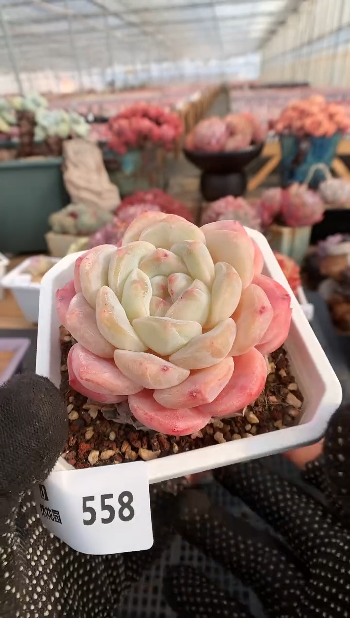 【闪购商品】558糖心一物一拍