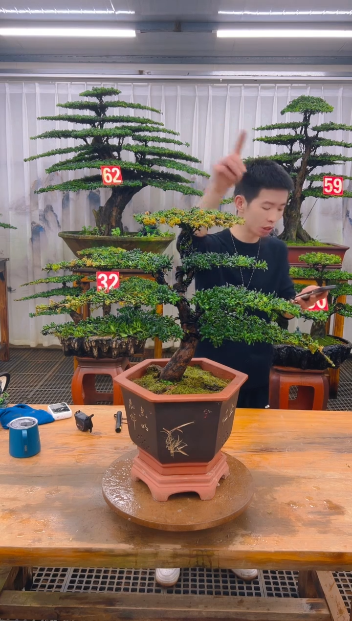 无花朵散*物精品盆景直播间一物一拍