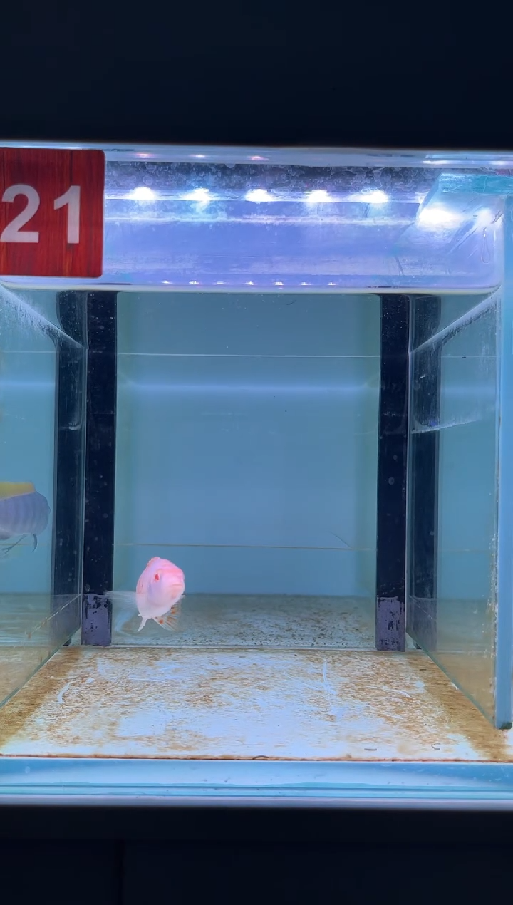 海水三湖慈鲷人工