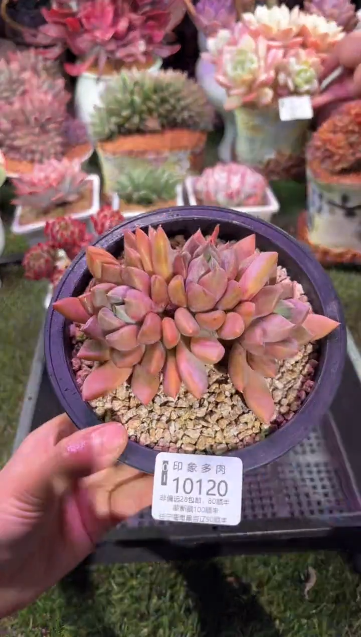 【闪购商品】10120