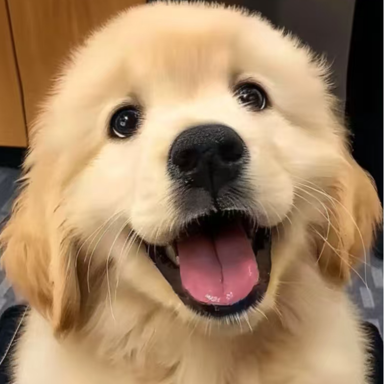 活体狗狗全款通用链接