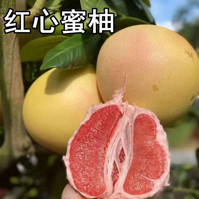 红心蜜柚苗树南北方庭院大果果树苗盆栽嫁接柚子树苗盆栽地栽