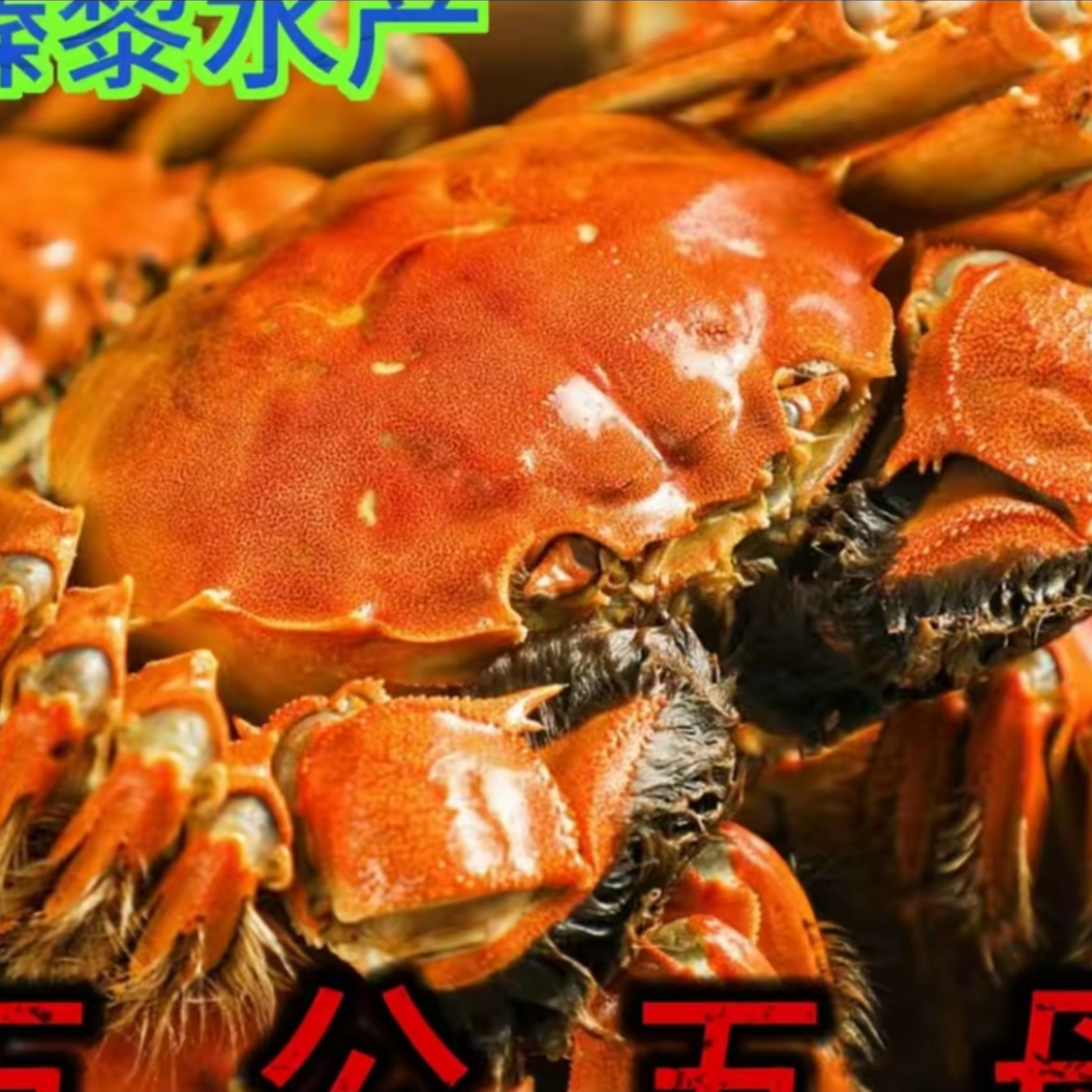 【活蟹】大闸蟹母蟹2.8-3.1两 5只 公蟹3.8-4.1两 5只
