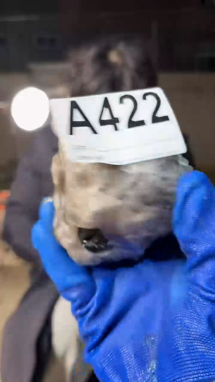 【闪购商品】水晶摆件未镶嵌水晶 422