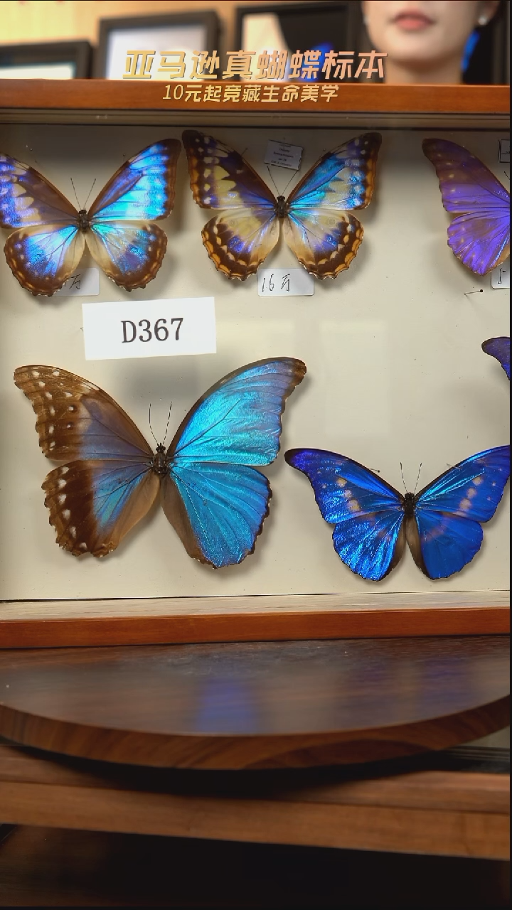 C***3蝴蝶标本摆件竞拍d367